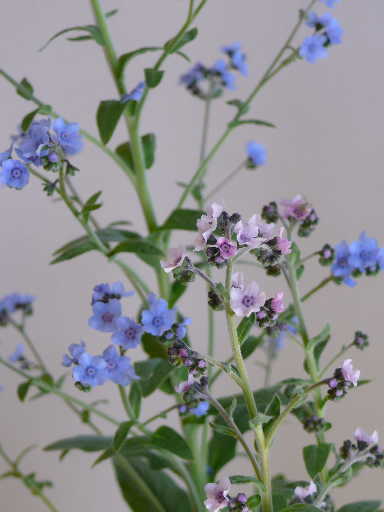 ５月の青い花 ようこそ Table Ronde ターブル ロンドへ